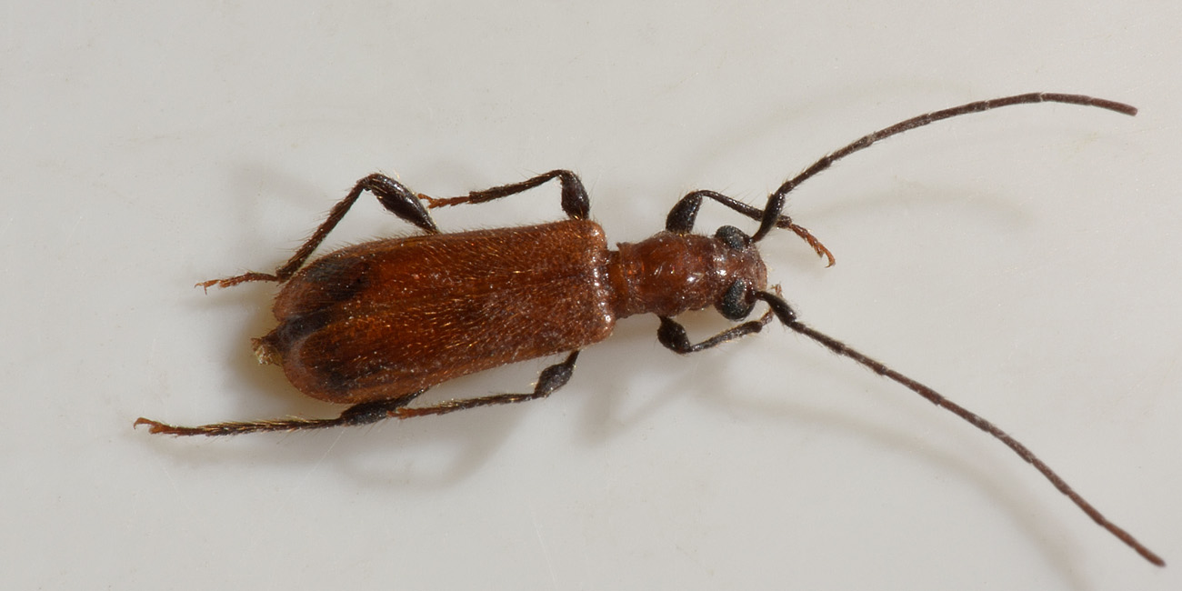 Cerambycidae: Obrium sp?  S,  Obrium cantharinum, femmina